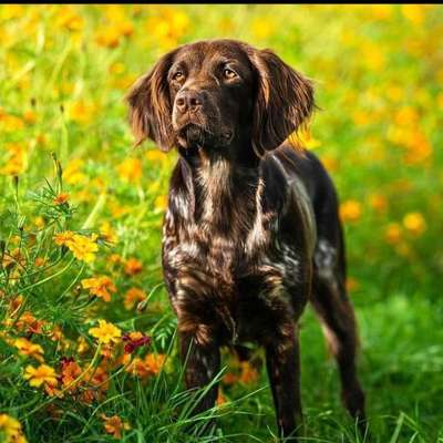 Hundetreffen-Suchen netten Leuten zum gemeinsamen Gassi gehen oder auch gerne wandern sind für alle offen .-Bild