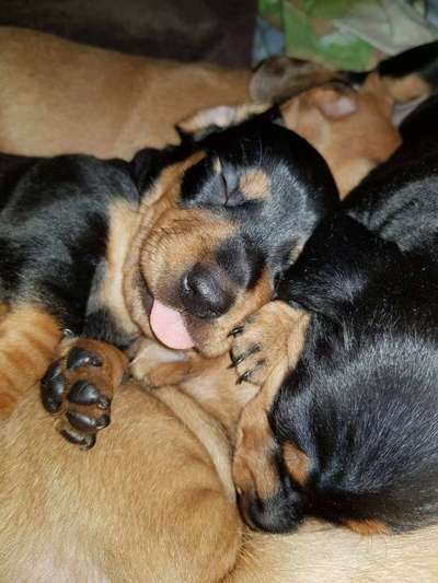 Welpen Bilder !-Beitrag-Bild