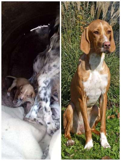 Welpenfotos-Beitrag-Bild