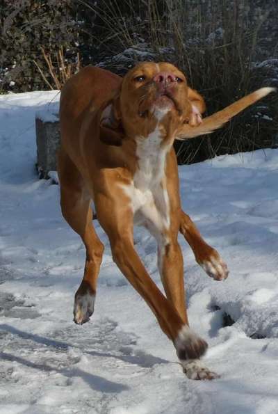 Fotochallenge 66 ~ Rennaction -Zeig deinen Hund im Lauf-Beitrag-Bild