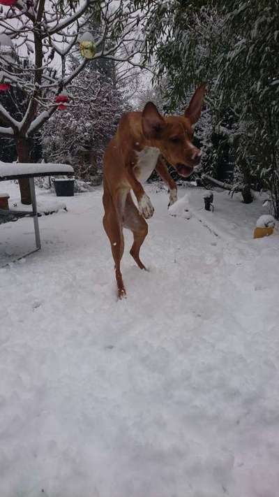 Fotochallenge 61 ~ Schnee-Beitrag-Bild