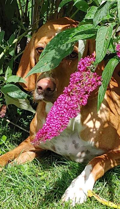 Dogorama Photo Challenge - Schattiges Plätzchen-Beitrag-Bild