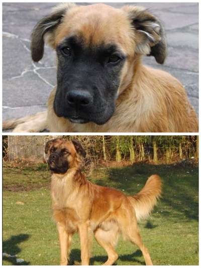 Welpenfotos-Beitrag-Bild