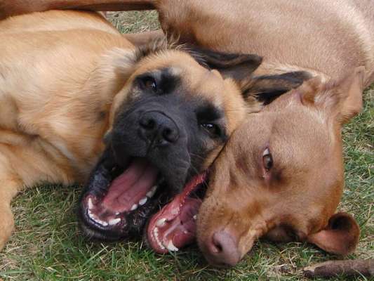 Die Dogorama Kalender Challenge Titelbild-Beitrag-Bild