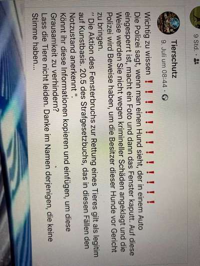 Hund im Auto-Beitrag-Bild