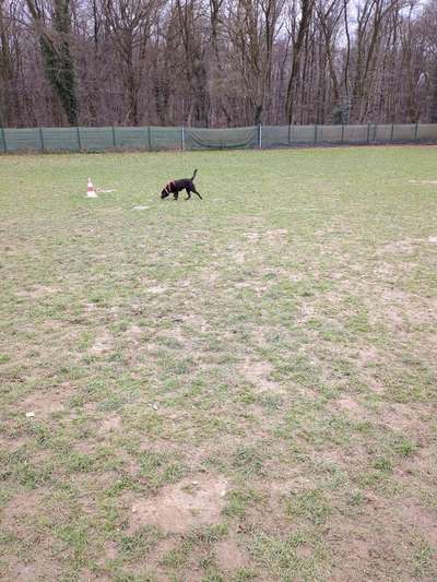 Hundeauslaufgebiet-Hariksee-Bild