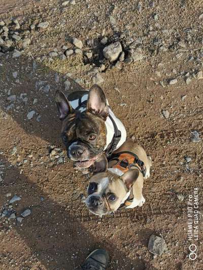 Zeigt her eure Frenchi-Beitrag-Bild