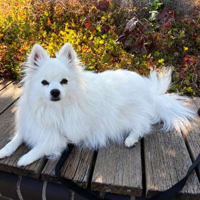 Hundetreffen-Gemeinsame Spaziergänge-Bild