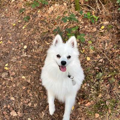 Hundetreffen-Gemeinsame Spaziergänge-Bild