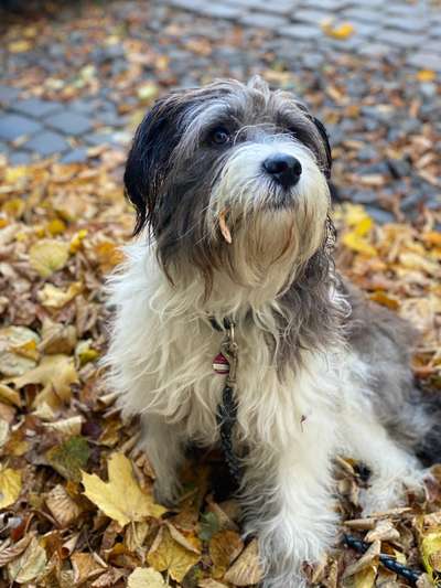 TierschutzhundeStammtisch🐕-Beitrag-Bild