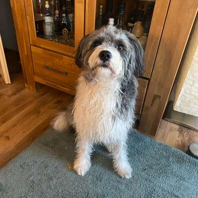 Herdenschutzhund-Beitrag-Bild