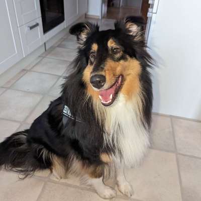 Hundetreffen-Collies in Goslar-Profilbild