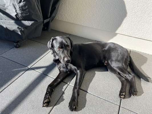 Labradorfans-Beitrag-Bild