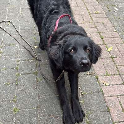 Hundetreffen-Social walking-Bild