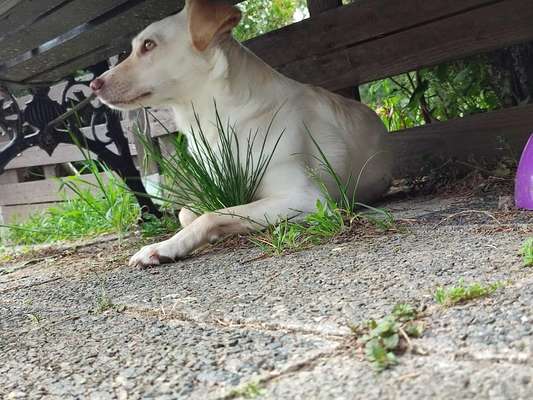 Auslandstierschutz-Beitrag-Bild