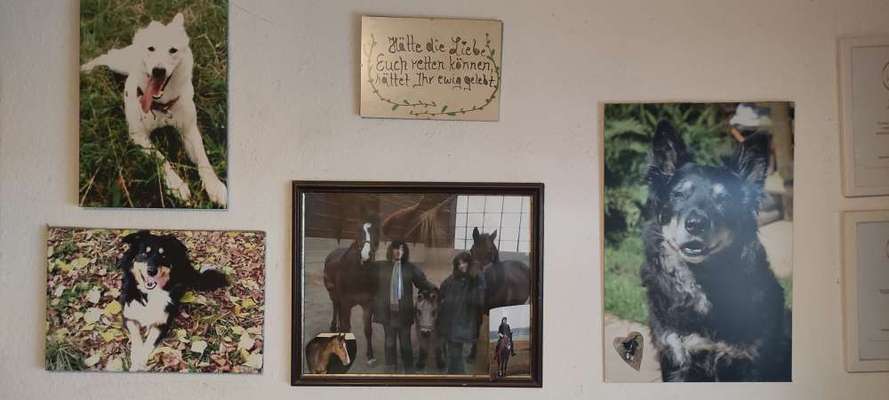 Tod seines geliebten Vierbeiners-Beitrag-Bild