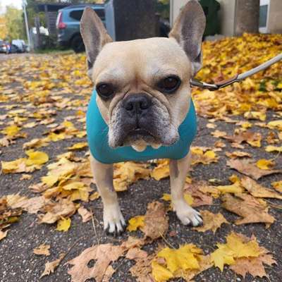 Hundetreffen-Bulli sucht Bulli-Bild