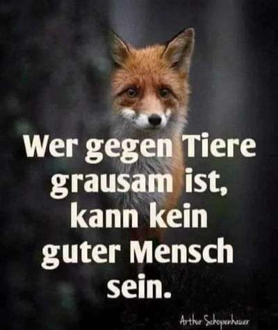 Ist Treibjagd noch zeitgemäß und mit "Hundeliebe" vereinbar?-Beitrag-Bild