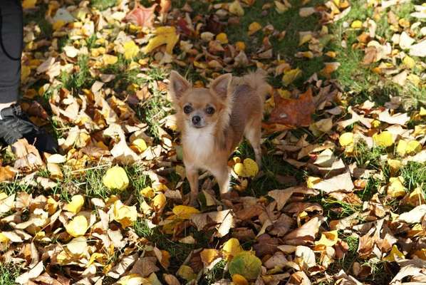 Die Dogorama Monats Challenge "Es grünt und blüht"-Beitrag-Bild