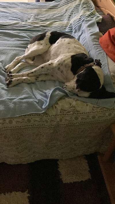 Darf der Hund bei Euch im Bett schlafen?-Beitrag-Bild