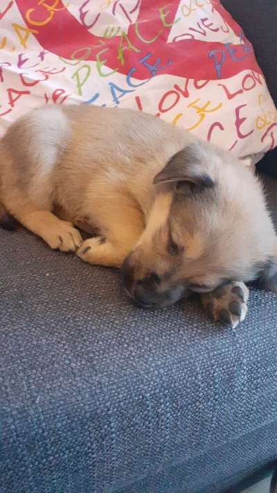 Welpen Bilder !-Beitrag-Bild