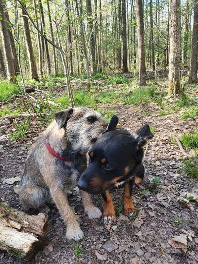 Bester Freund, Hundekumpel - zeigt her!-Beitrag-Bild
