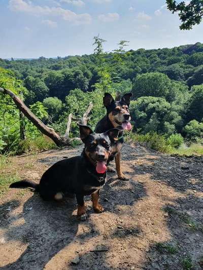 Die Dogorama Monats Challenge "Es grünt und blüht"-Beitrag-Bild