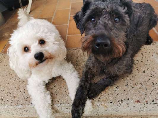 Die Dogorama Wochen Challenge "Friends will be Friends"-Beitrag-Bild