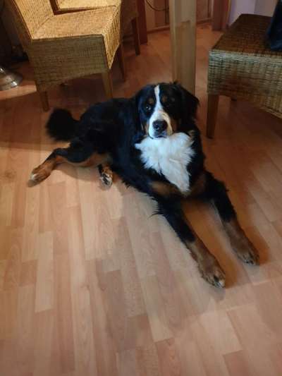 Als Welpen sind sie alle noch süßer-Beitrag-Bild