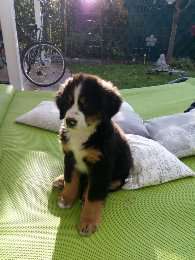 Als Welpen sind sie alle noch süßer-Beitrag-Bild