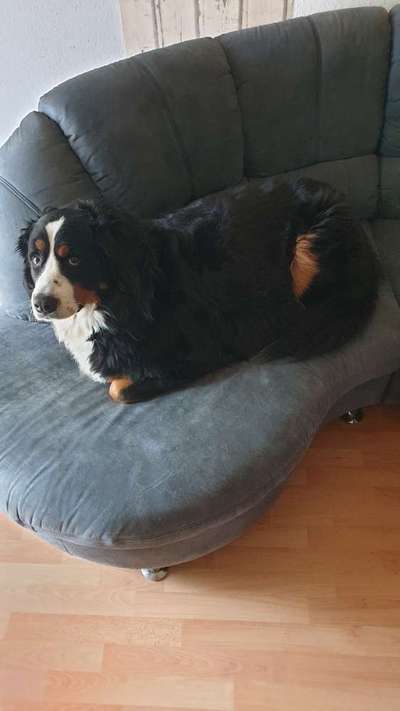 Weitere Große Schweizer Sennenhunde (oder andere große Rassen) hier?-Beitrag-Bild