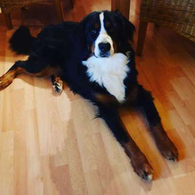 Weitere Große Schweizer Sennenhunde (oder andere große Rassen) hier?-Beitrag-Bild