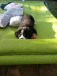 Als Welpen sind sie alle noch süßer-Beitrag-Bild