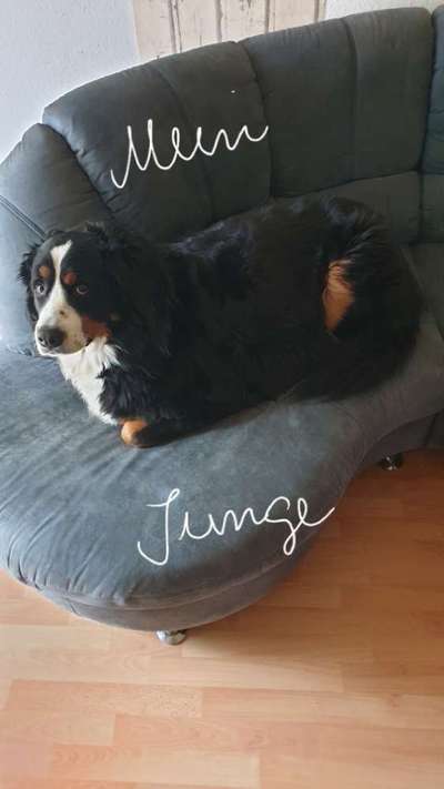 Rassen und ihre Eigenschaften-Beitrag-Bild