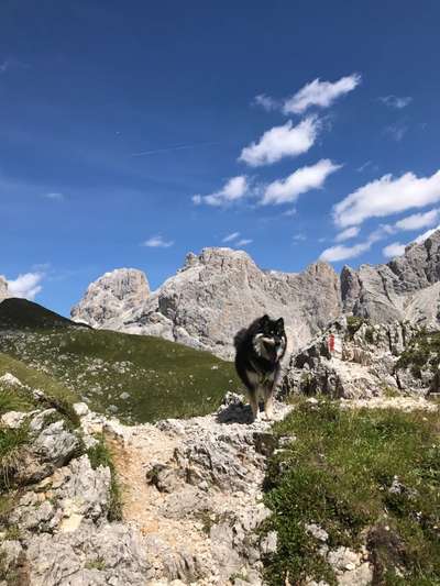 Dogorama Photo Challenge - Portrait-Beitrag-Bild