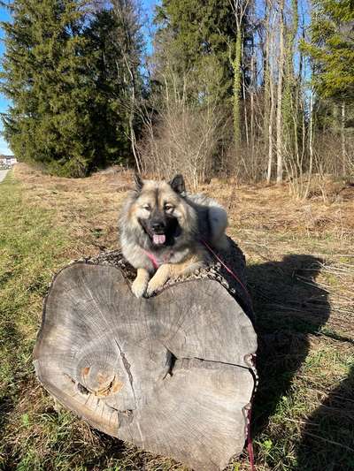 Dogorama Photo Challenge - Portrait-Beitrag-Bild