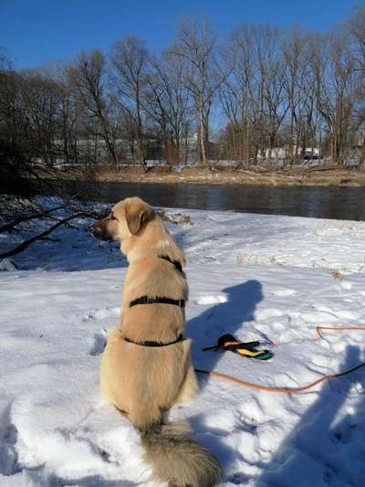 Zeigt die schönsten Schneebilder von eurer Fellnase ❄️-Beitrag-Bild