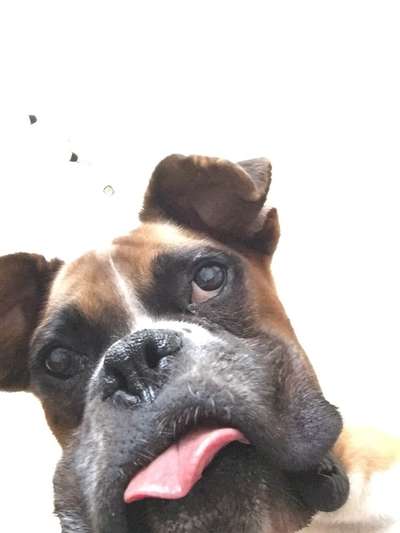 Hier ist der Spaßthread. Zum Schmunzeln und Kaputtlachen-Beitrag-Bild