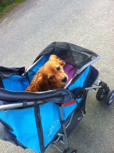 Hundebuggy-Beitrag-Bild