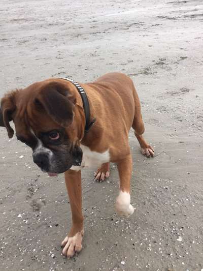 Challenge 41 - Mein Hund im Urlaub-Beitrag-Bild