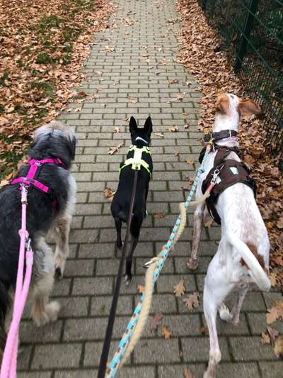 Windhunde - Treffen der besonderen Schönheiten
HERZLICH WILLKOMMEN-Beitrag-Bild