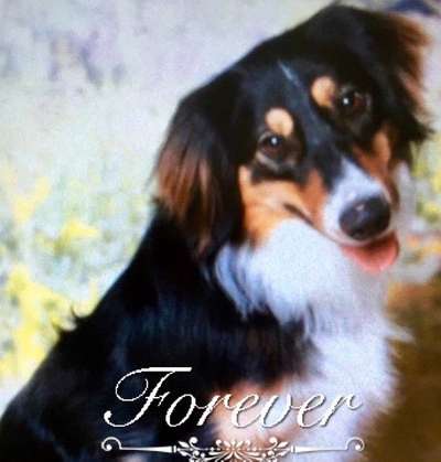 Aussies-Beitrag-Bild