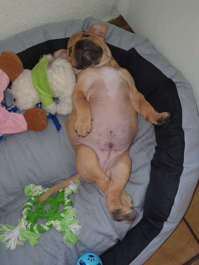 Zeigt mir die lustigsten Schlafpositionen eurer Fellnasen-Beitrag-Bild