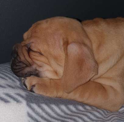 Welpen Bilder !-Beitrag-Bild