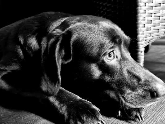 Foto-Challenge 76: Foto in Schwarz-Weiss-Beitrag-Bild