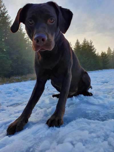 Schnee Foto-Beitrag-Bild