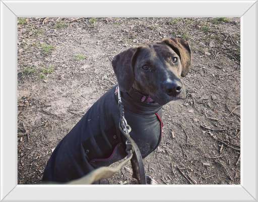 Seltene Rassen!-Beitrag-Bild