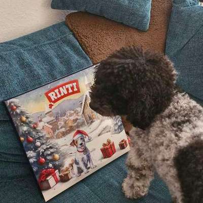 aktuelles Foto Gruppe Pudel