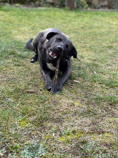 Hundetreffen-Spaziergang-Bild