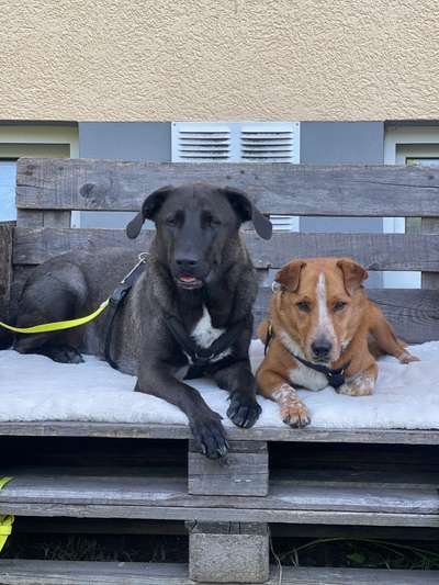 Hundetreffen-Hundebegegnung trainieren-Bild